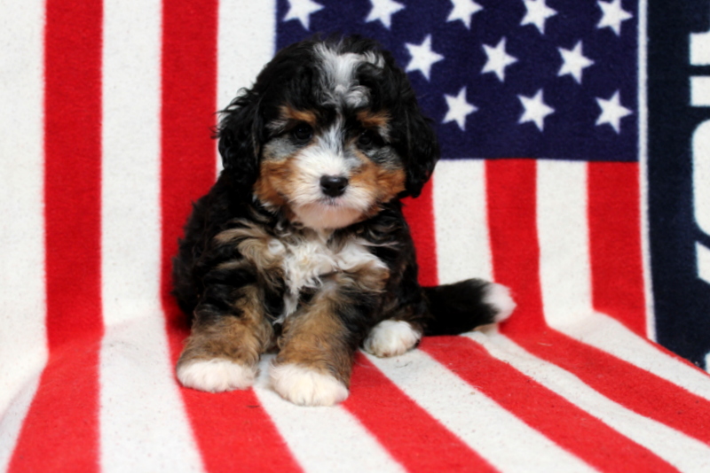 puppy, for, sale, Mini Bernedoodle, Matthew B. Stoltzfus, dog, breeder, Gap, PA, dog-breeder, puppy-for-sale, forsale, nearby, find, puppyfind, locator, puppylocator, aca